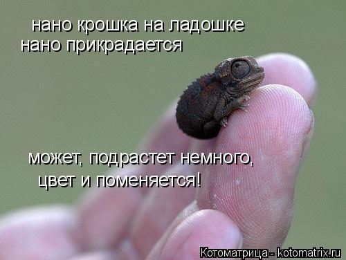 нано крошка на ладошке нано прикрадается может, подрастет немного, цвет и поменяется!... Котоматрица: нано крошка на ладошке нано прикрадается может, подрастет немного, цвет и поменяется!