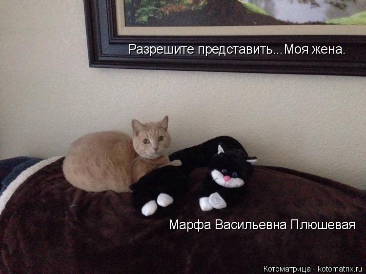 Разрешите представить...Моя жена. Марфа Васильевна Плюшевая... Котоматрица: Разрешите представить...Моя жена. Марфа Васильевна Плюшевая