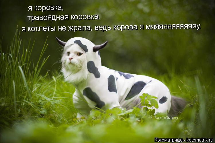 я коровка, я коровка, травоядная коровка. я котлеты не жрала, ведь корова я мяяяяяяяяяяяу.... Котоматрица: я коровка, я коровка, травоядная коровка. я котлеты не жрала, ведь корова я мяяяяяяяяяяяу.