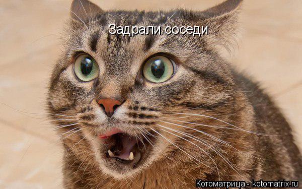 Задрали соседи... Котоматрица: Задрали соседи