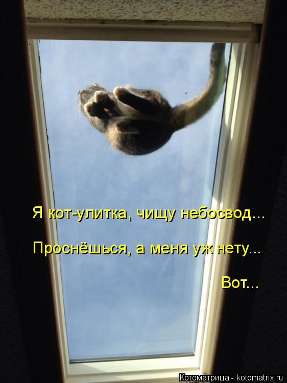 Я кот-улитка, чищу небосвод... Проснёшься, а меня уж нету... Вот...... Котоматрица: Я кот-улитка, чищу небосвод... Проснёшься, а меня уж нету... Вот...