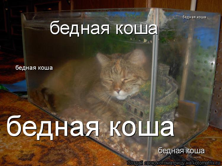 бедная коша бедная коша бедная коша бедная коша бедная коша... Котоматрица: бедная коша бедная коша бедная коша бедная коша бедная коша