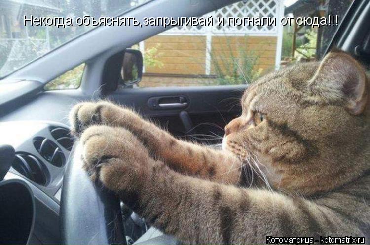 Некогда объяснять,запрыгивай и погнали от сюда!!! Некогда объяснять,запрыгивай и погнали от сюда!!!... Котоматрица: Некогда объяснять,запрыгивай и погнали от сюда!!! Некогда объяснять,запрыгивай и погнали от сюда!!!