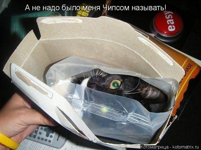 А не надо было меня Чипсом называть!... Котоматрица: А не надо было меня Чипсом называть!