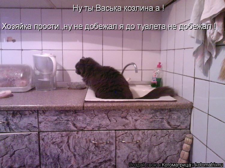 Хозяйка прости ,ну не добежал я до туалета,не добежал ! Ну ты Васька козлина а !... Котоматрица: Хозяйка прости ,ну не добежал я до туалета,не добежал ! Ну ты Васька козлина а !