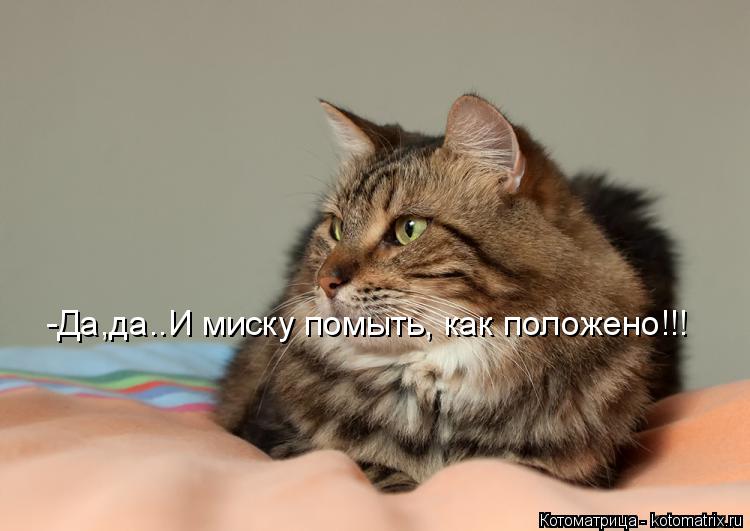 -Да,да..И миску помыть, как положено!!!... Котоматрица: -Да,да..И миску помыть, как положено!!!