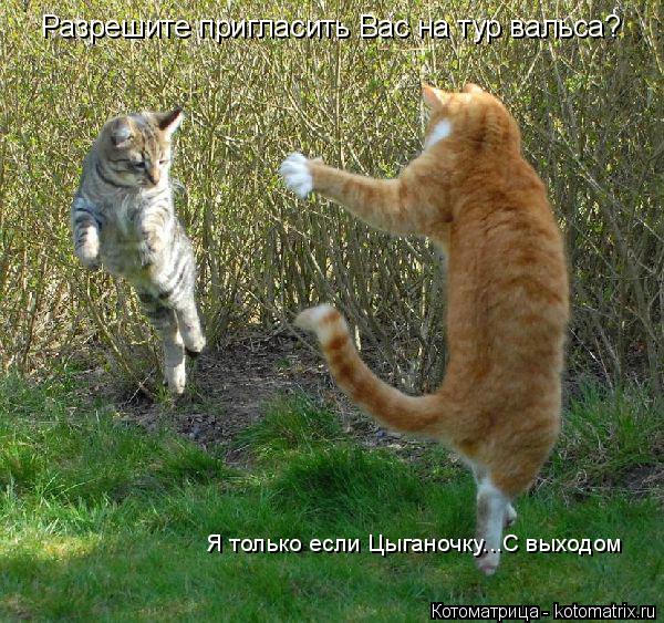 Разрешите пригласить Вас на тур вальса? Я только если Цыганочку...С выходом... Котоматрица: Разрешите пригласить Вас на тур вальса? Я только если Цыганочку...С выходом