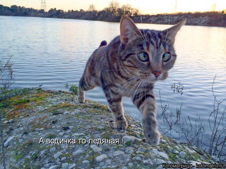 А водичка то ледяная !... Котоматрица: А водичка то ледяная !