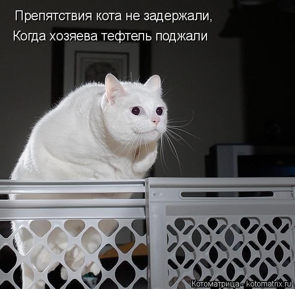 Препятствия кота не задержали, Когда хозяева тефтель поджали... Котоматрица: Препятствия кота не задержали, Когда хозяева тефтель поджали