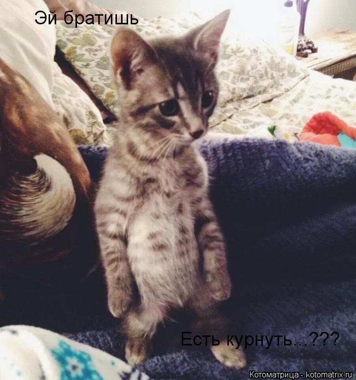 Эй братишь Есть курнуть...???... Котоматрица: Эй братишь Есть курнуть...???