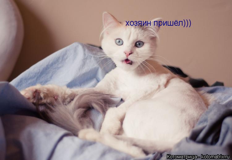 хозяин пришёл)))... Котоматрица: хозяин пришёл)))