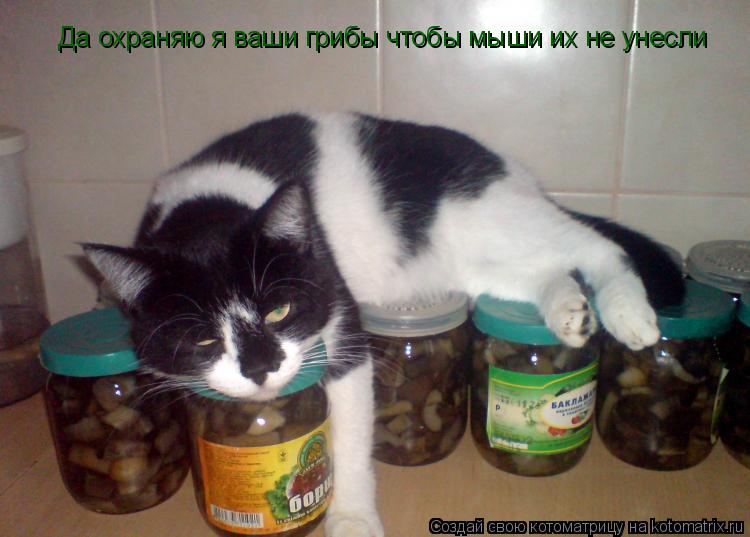 Котоматрица: Да охраняю я ваши грибы чтобы мыши их не унесли