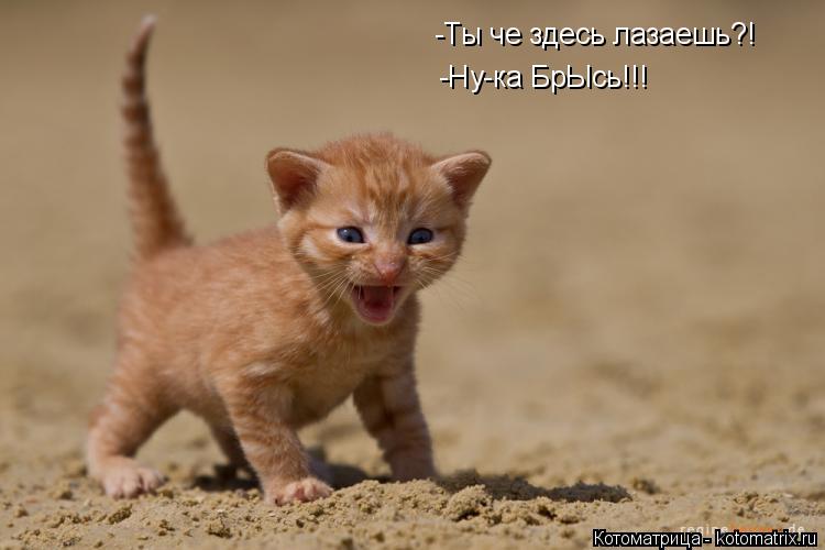 -Ты че здесь лазаешь?! -Ну-ка БрЫсь!!!... Котоматрица: -Ты че здесь лазаешь?! -Ну-ка БрЫсь!!!