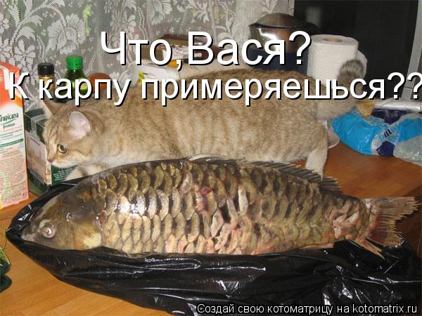 Что,Вася? К карпу примеряешься???... Котоматрица: Что,Вася? К карпу примеряешься???