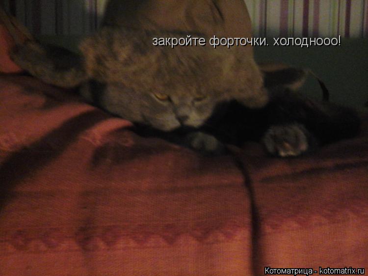 закройте форточки. холоднооо!... Котоматрица: закройте форточки. холоднооо!