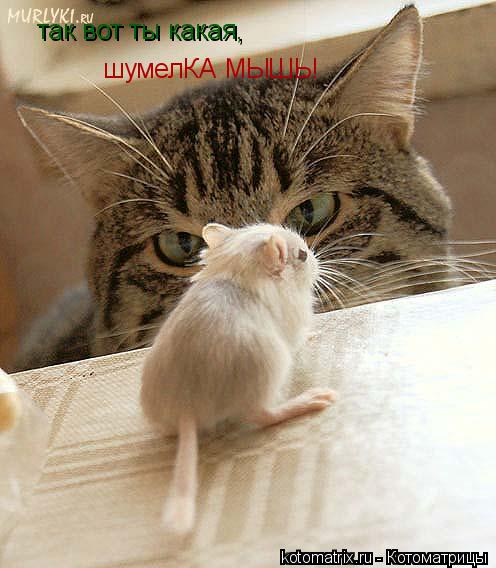 так вот ты какая, шумелКА МЫШЬ!... Котоматрица: так вот ты какая, шумелКА МЫШЬ!