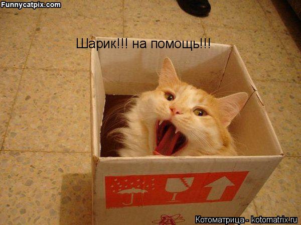 Шарик!!! на помощь!!!... Котоматрица: Шарик!!! на помощь!!!