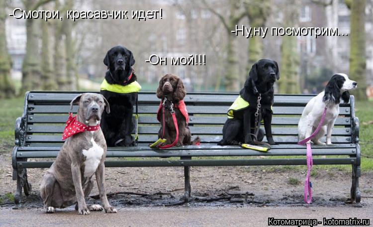 -Смотри, красавчик идет! -Он мой!!! -Ну,ну посмотрим...... Котоматрица: -Смотри, красавчик идет! -Он мой!!! -Ну,ну посмотрим...
