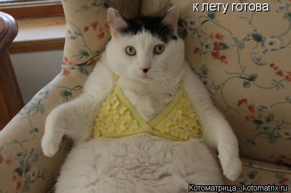 к лету готова... Котоматрица: к лету готова