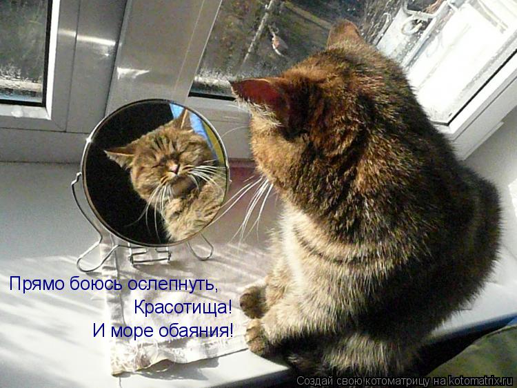 Прямо боюсь ослепнуть, Красотища! И море обаяния!... Котоматрица: Прямо боюсь ослепнуть, Красотища! И море обаяния!