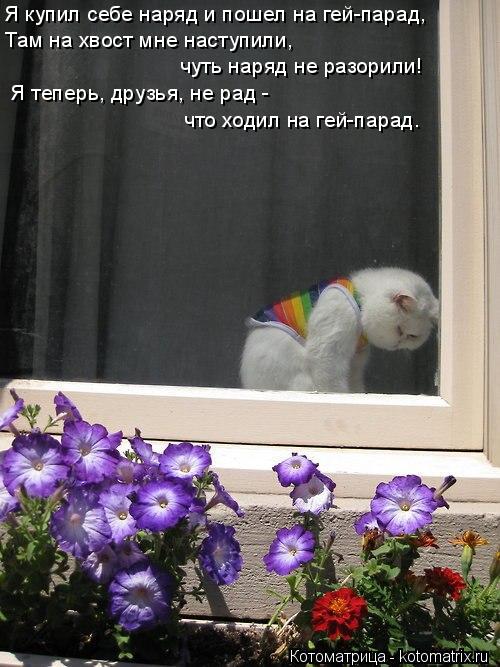 Я купил себе наряд и пошел на гей-парад, Там на хвост мне наступили, чуть наряд не разорили! Я теперь... Котоматрица: Я купил себе наряд и пошел на гей-парад, Там на хвост мне наступили, чуть наряд не разорили! Я теперь, друзья, не рад - что ходил на гей-парад.