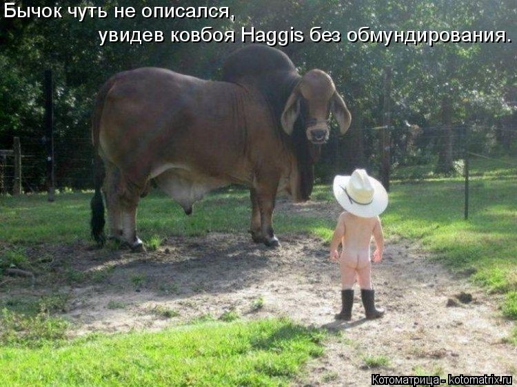 Котоматрица: Бычок чуть не описался, увидев ковбоя Haggis без обмундирования.