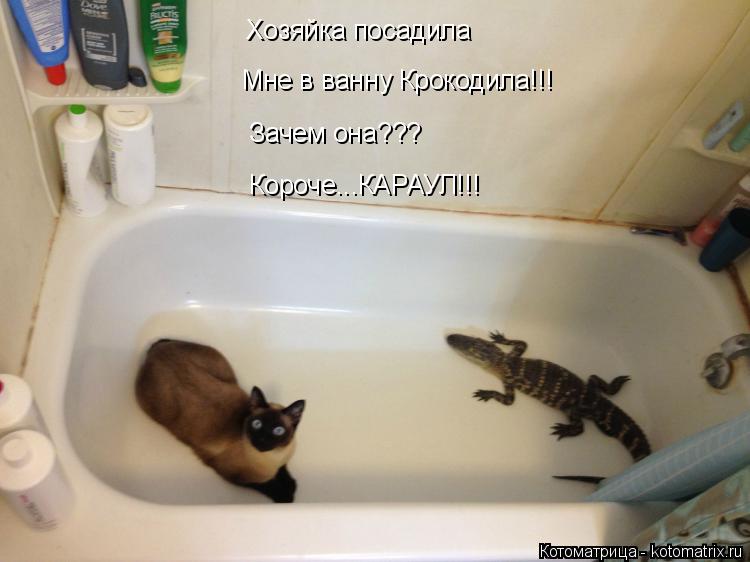 Котоматрица: Хозяйка посадила Мне в ванну Крокодила!!! Зачем она??? Короче...КАРАУЛ!!!