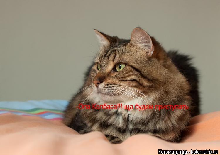 -Опа Колбаса!!! ща будем приступать... Котоматрица: -Опа Колбаса!!! ща будем приступать