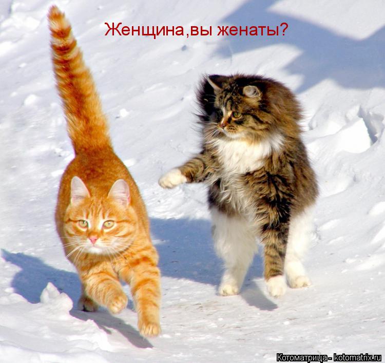Котоматрица: Женщина,вы женаты?