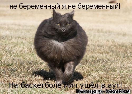 не беременный я,не беременный! На баскетболе мяч ушёл в аут!... Котоматрица: не беременный я,не беременный! На баскетболе мяч ушёл в аут!