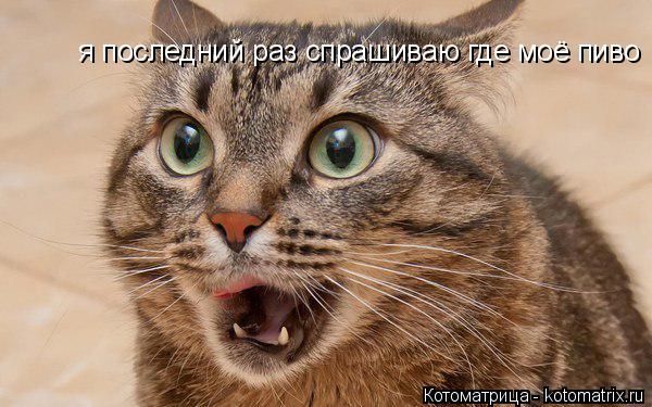 я последний раз спрашиваю где моё пиво... Котоматрица: я последний раз спрашиваю где моё пиво