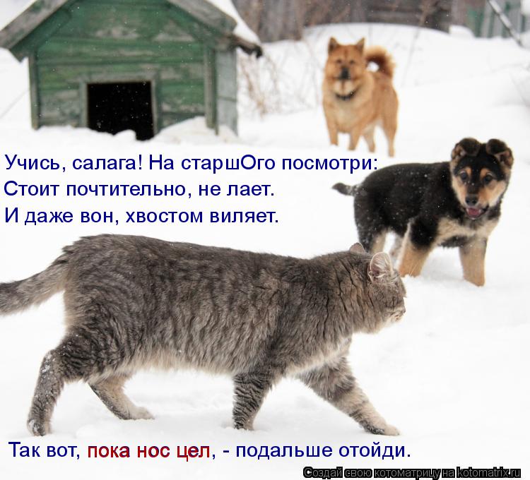 Так вот, пока нос цел, - подальше отойди. Учись, салага! На старшОго посмотри: Стоит почтительно, не ... Котоматрица: Так вот, пока нос цел, - подальше отойди. Учись, салага! На старшОго посмотри: Стоит почтительно, не лает. И даже вон, хвостом виляет. пока нос ц