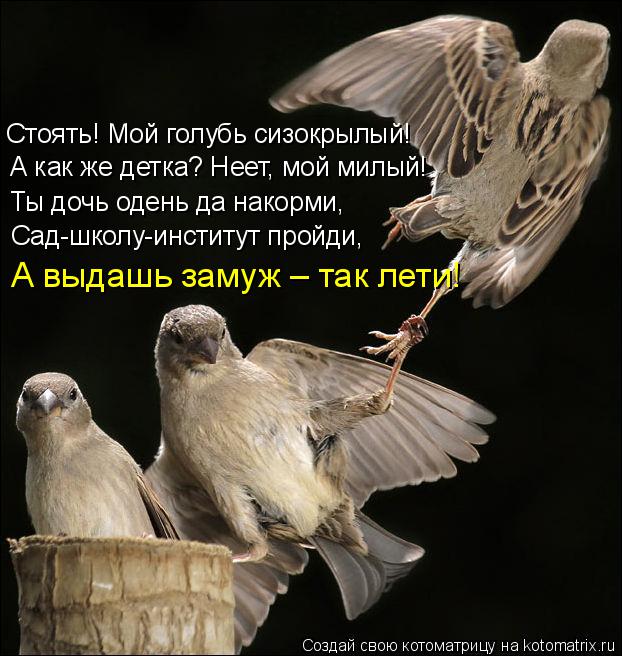 Стоять! Мой голубь сизокрылый! А как же детка? Неет, мой милый! Ты дочь одень да накорми, Сад-школу-и... Котоматрица: Стоять! Мой голубь сизокрылый! А как же детка? Неет, мой милый! Ты дочь одень да накорми, Сад-школу-институт пройди, А выдашь замуж – так лети!