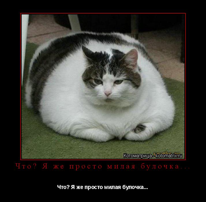 Что? Я же просто милая булочка... Что? Я же просто милая булочка...... Котоматрица: Что? Я же просто милая булочка... Что? Я же просто милая булочка...