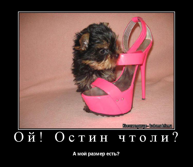 Ой! Остин чтоли? А мой размер есть?... Котоматрица: Ой! Остин чтоли? А мой размер есть?
