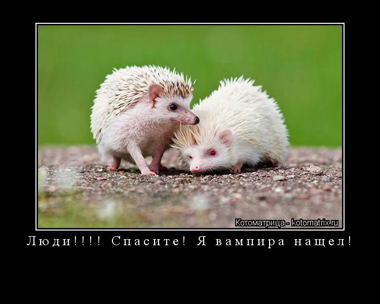 Люди!!!! Спасите! Я вампира нащел! ... Котоматрица: Люди!!!! Спасите! Я вампира нащел!