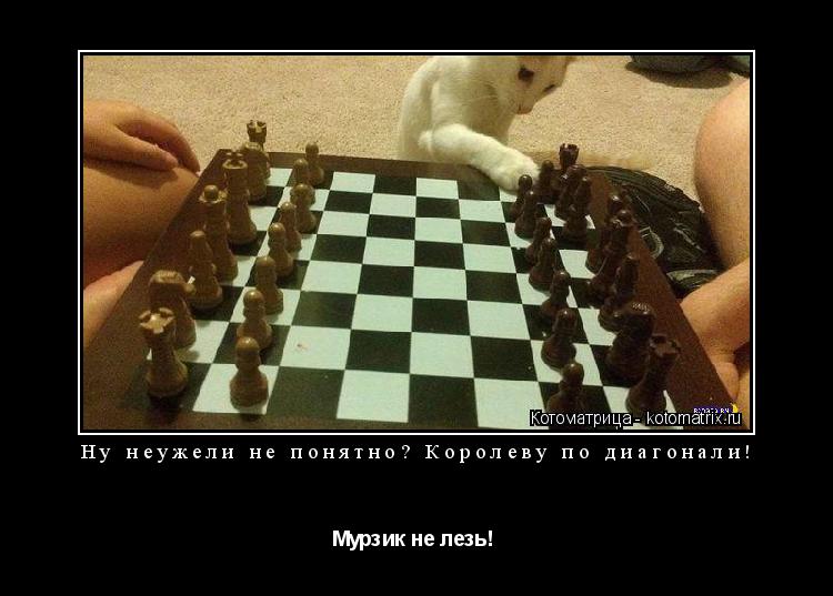 Ну неужели не понятно? Королеву по диагонали! Мурзик не лезь! ... Котоматрица: Ну неужели не понятно? Королеву по диагонали! Мурзик не лезь!