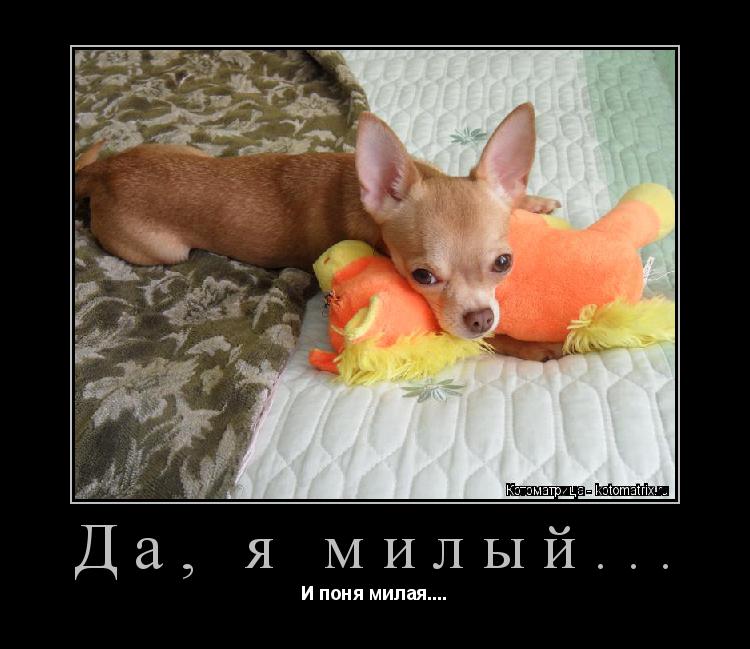 Да, я милый... И поня милая....... Котоматрица: Да, я милый... И поня милая....