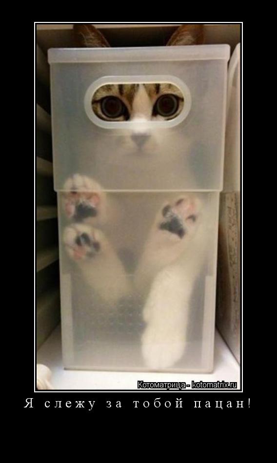 Я слежу за тобой пацан! ... Котоматрица: Я слежу за тобой пацан!