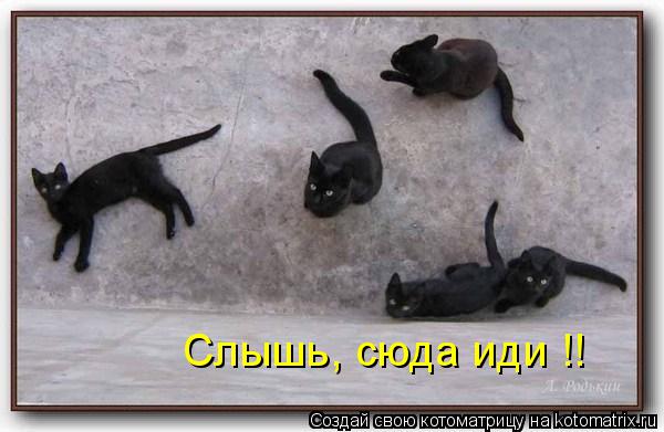 Слышь, сюда иди !!... Котоматрица: Слышь, сюда иди !!