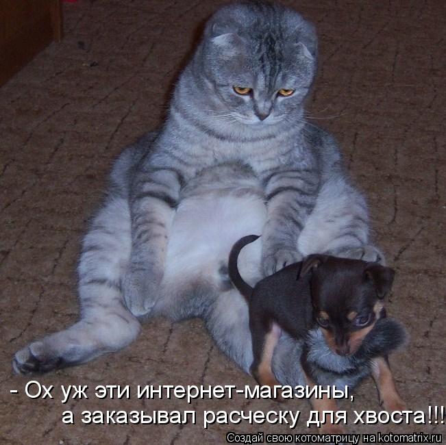 - Ох уж эти интернет-магазины, а заказывал расческу для хвоста!!!... Котоматрица: - Ох уж эти интернет-магазины, а заказывал расческу для хвоста!!!