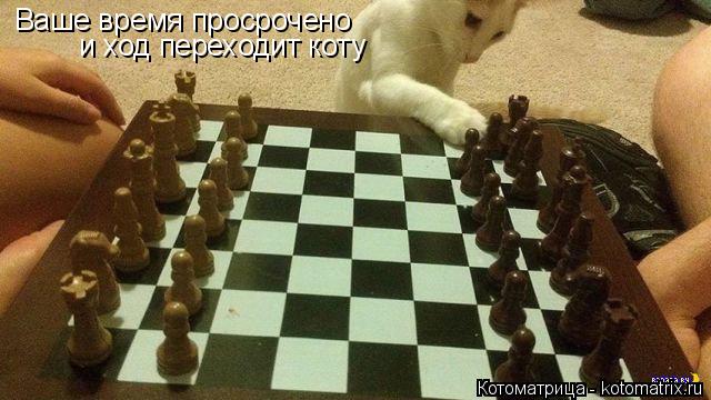 Ваше время просрочено и ход переходит коту... Котоматрица: Ваше время просрочено и ход переходит коту