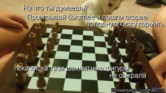 Ну что ты думаешь? Проигрывай быстрее и пошли скорее голодную киску кормить пока киска твои шахматные... Котоматрица: Ну что ты думаешь? Проигрывай быстрее и пошли скорее голодную киску кормить пока киска твои шахматные фигуры не сожрала