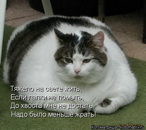 Тяжело на свете жить, Если лапки не помыть, До хвоста мне не достать, Надо было меньше жрать!... Котоматрица: Тяжело на свете жить, Если лапки не помыть, До хвоста мне не достать, Надо было меньше жрать!
