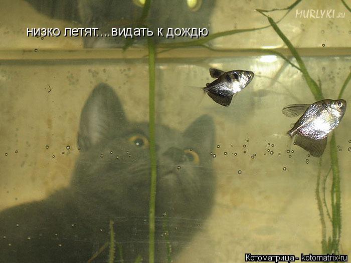 низко летят....видать к дождю... Котоматрица: низко летят....видать к дождю