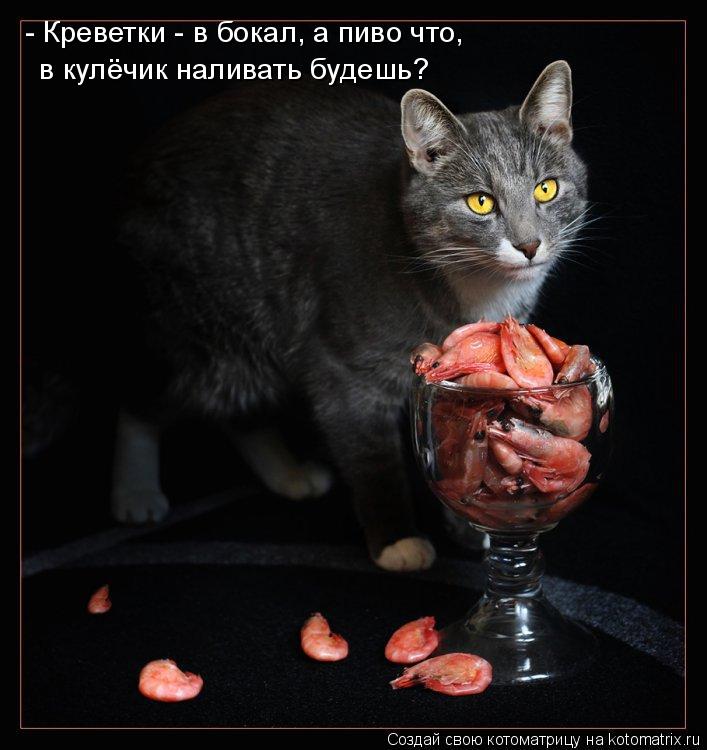 - Креветки - в бокал, а пиво что, в кулёчик наливать будешь?... Котоматрица: - Креветки - в бокал, а пиво что, в кулёчик наливать будешь?