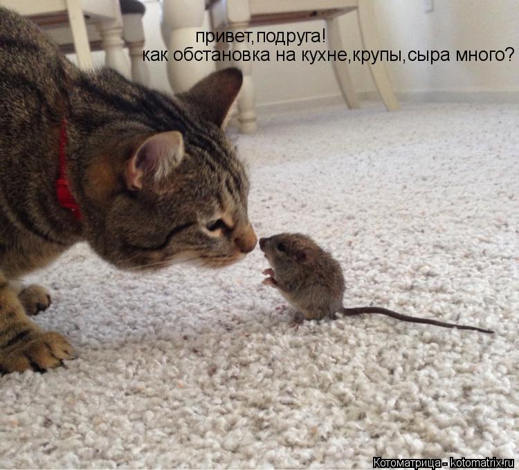 привет,подруга! как обстановка на кухне,крупы,сыра много?... Котоматрица: привет,подруга! как обстановка на кухне,крупы,сыра много?