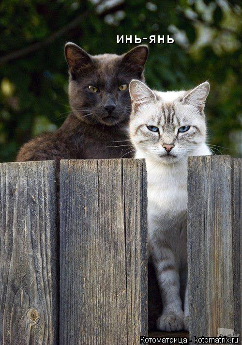 инь-янь... Котоматрица: инь-янь