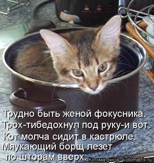 Трудно быть женой фокусника. Трох-тибедохнул под руку-и вот: Кот молча сидит в кастрюле. Мяукающий бо... Котоматрица: Трудно быть женой фокусника. Трох-тибедохнул под руку-и вот: Кот молча сидит в кастрюле. Мяукающий борщ лезет по шторам вверх.