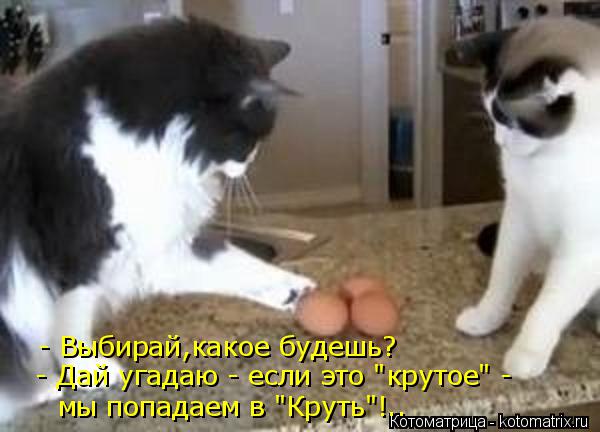 - Выбирай,какое будешь? - Дай угадаю - если это "крутое" - мы попадаем в "Круть"!..... Котоматрица: - Выбирай,какое будешь? - Дай угадаю - если это "крутое" - мы попадаем в "Круть"!..